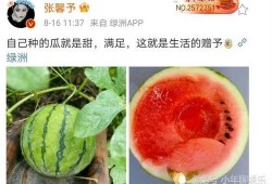 哪里可以吃娱乐圈瓜,揭秘明星们的幕后故事与幕后美食